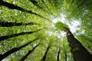 Tall trees with green leaves and a bright sky.