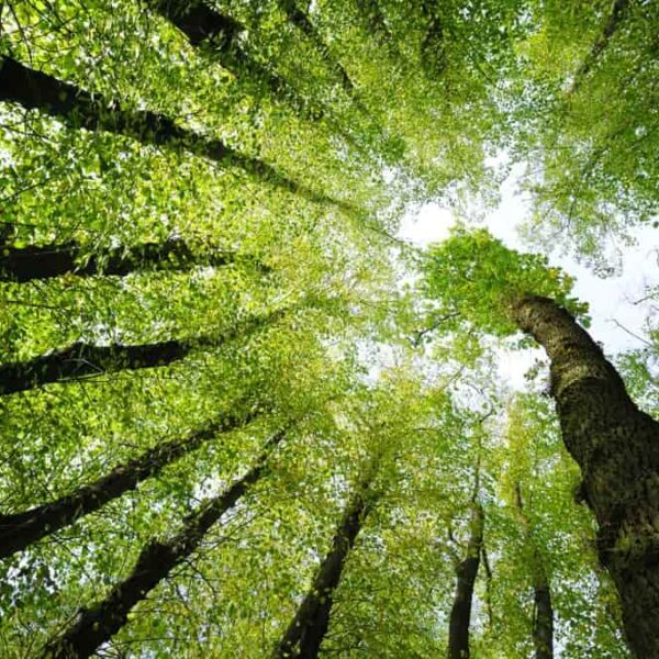 Tall trees with green leaves and a bright sky.